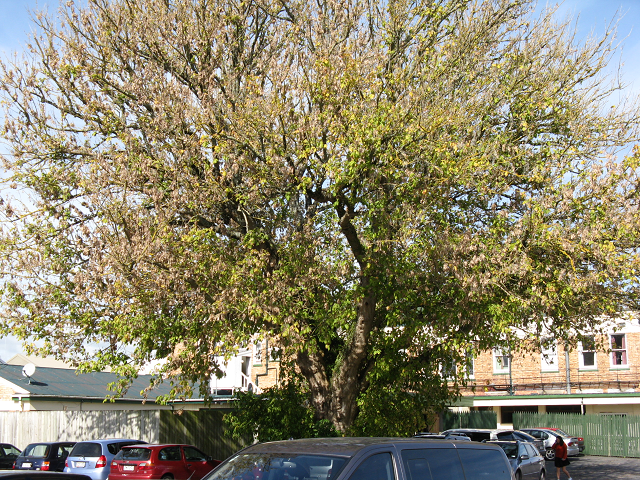 Box elder- Cambridge Tree Trust